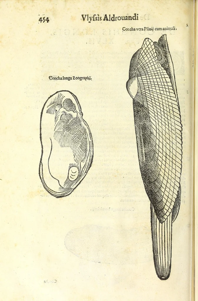 An illustration from Vlyssis Aldrouandi philosophi, et medici Bononiensis De reliquis animalibus exanguibus libri quatuor : post mortem eius editi : nempe de mollibus, crustaceis, testaceis, et zoophytis, 1606, leaf 468