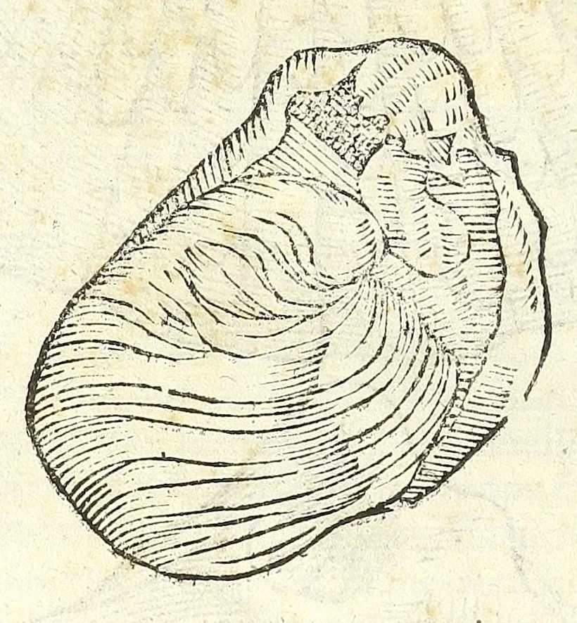 An illustration from Vlyssis Aldrouandi philosophi, et medici Bononiensis De reliquis animalibus exanguibus libri quatuor : post mortem eius editi : nempe de mollibus, crustaceis, testaceis, et zoophytis, 1606, leaf 472