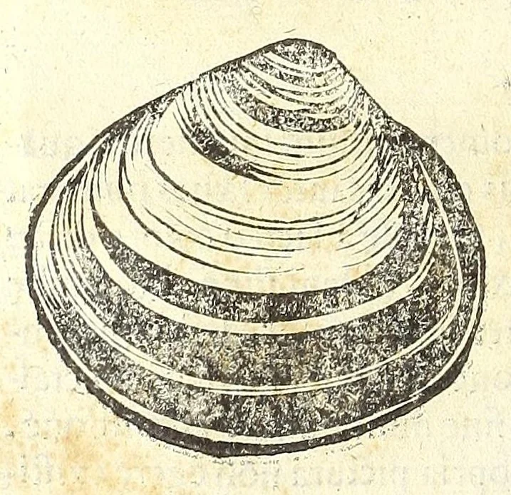 An illustration from Vlyssis Aldrouandi philosophi, et medici Bononiensis De reliquis animalibus exanguibus libri quatuor : post mortem eius editi : nempe de mollibus, crustaceis, testaceis, et zoophytis, 1606, leaf 476