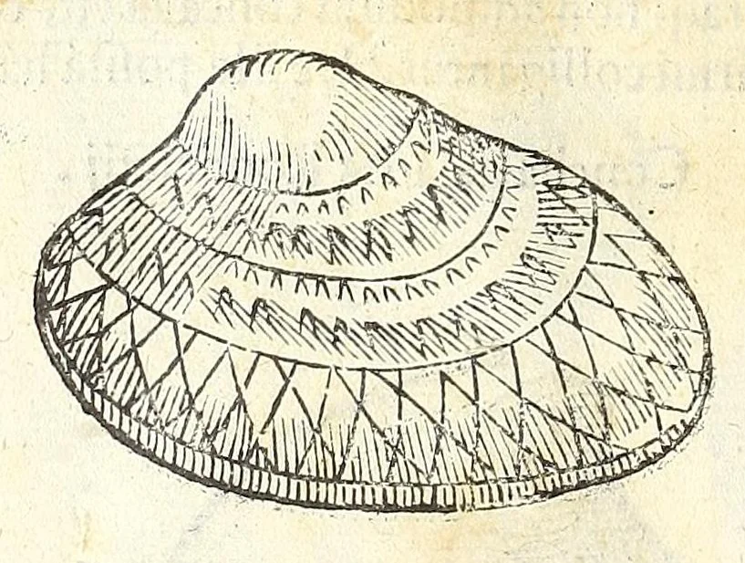 An illustration from Vlyssis Aldrouandi philosophi, et medici Bononiensis De reliquis animalibus exanguibus libri quatuor : post mortem eius editi : nempe de mollibus, crustaceis, testaceis, et zoophytis, 1606, leaf 476