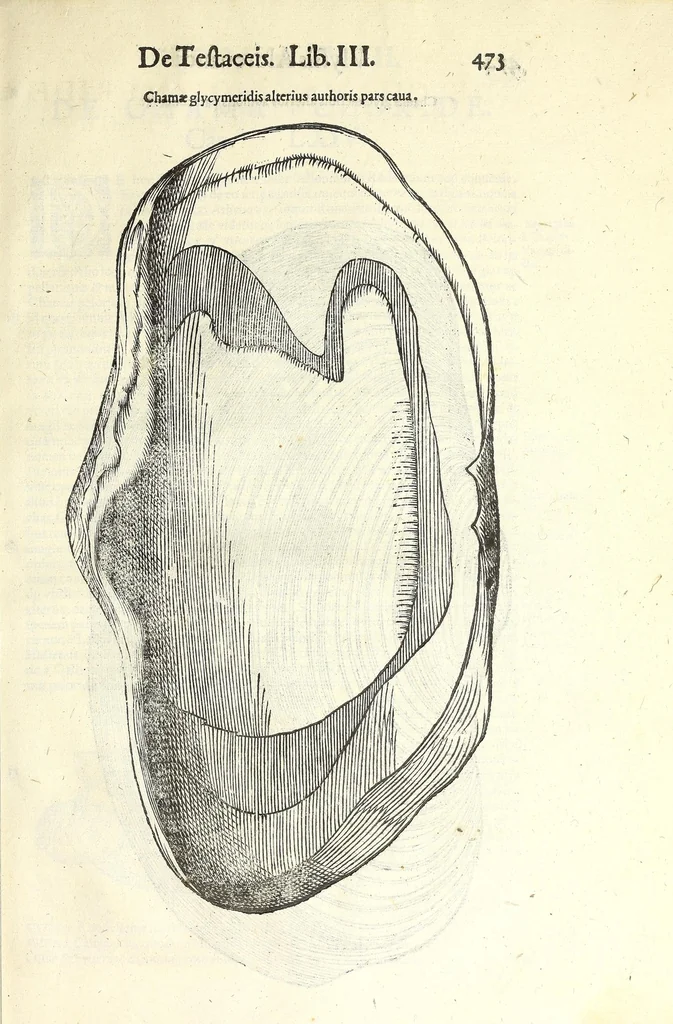 An illustration from Vlyssis Aldrouandi philosophi, et medici Bononiensis De reliquis animalibus exanguibus libri quatuor : post mortem eius editi : nempe de mollibus, crustaceis, testaceis, et zoophytis, 1606, leaf 487