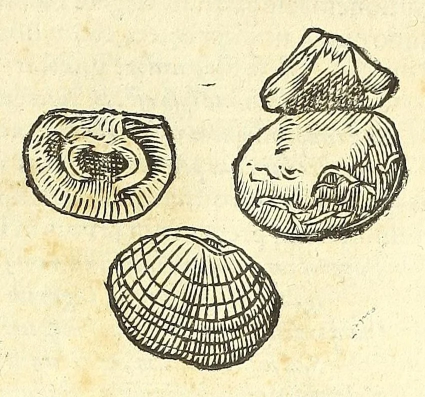 An illustration from Vlyssis Aldrouandi philosophi, et medici Bononiensis De reliquis animalibus exanguibus libri quatuor : post mortem eius editi : nempe de mollibus, crustaceis, testaceis, et zoophytis, 1606, leaf 491