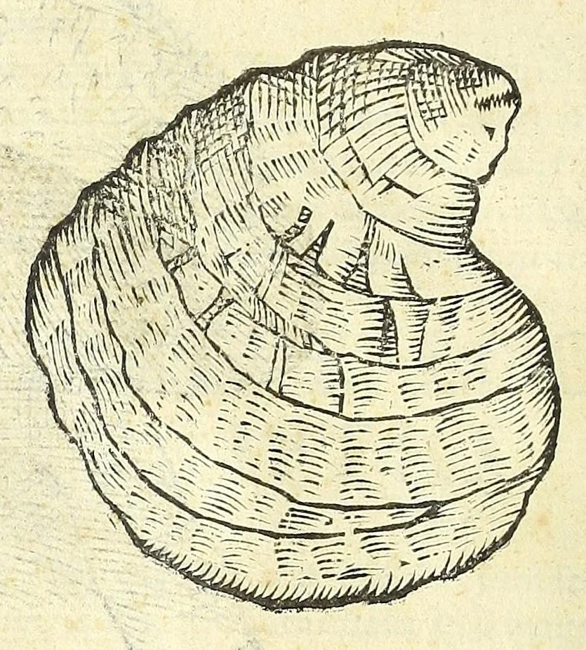 An illustration from Vlyssis Aldrouandi philosophi, et medici Bononiensis De reliquis animalibus exanguibus libri quatuor : post mortem eius editi : nempe de mollibus, crustaceis, testaceis, et zoophytis, 1606, leaf 496