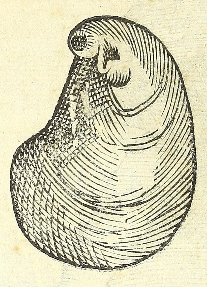 An illustration from Vlyssis Aldrouandi philosophi, et medici Bononiensis De reliquis animalibus exanguibus libri quatuor : post mortem eius editi : nempe de mollibus, crustaceis, testaceis, et zoophytis, 1606, leaf 496