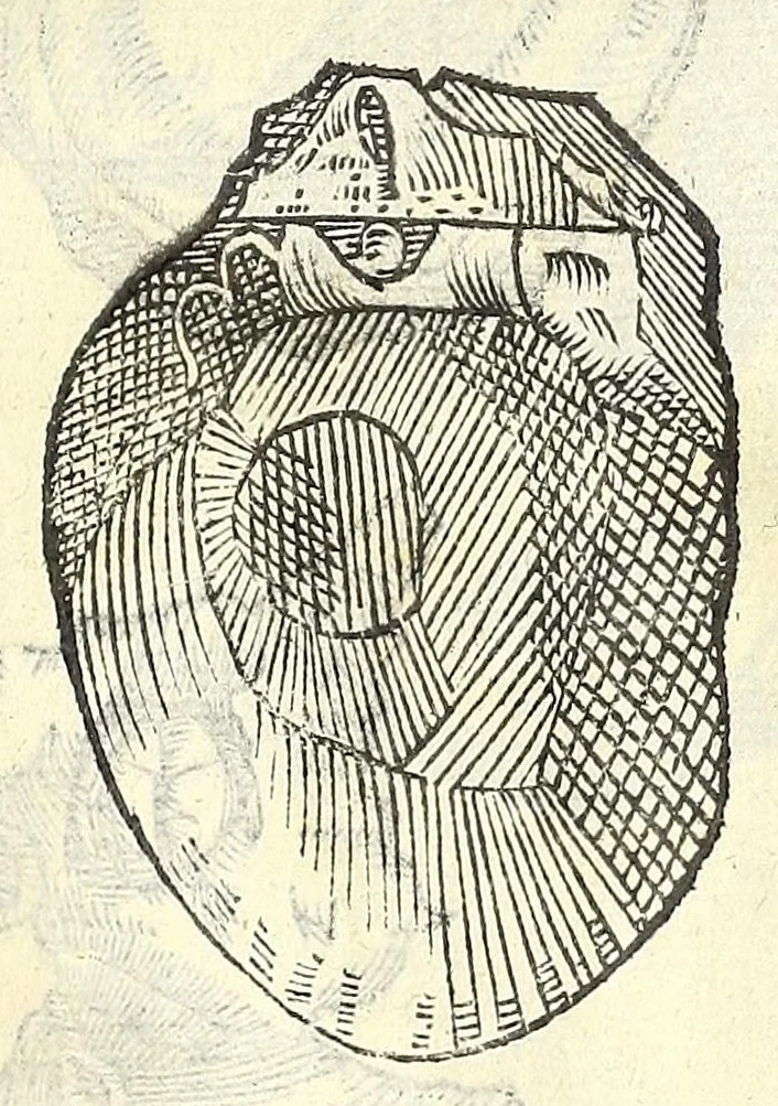 An illustration from Vlyssis Aldrouandi philosophi, et medici Bononiensis De reliquis animalibus exanguibus libri quatuor : post mortem eius editi : nempe de mollibus, crustaceis, testaceis, et zoophytis, 1606, leaf 507