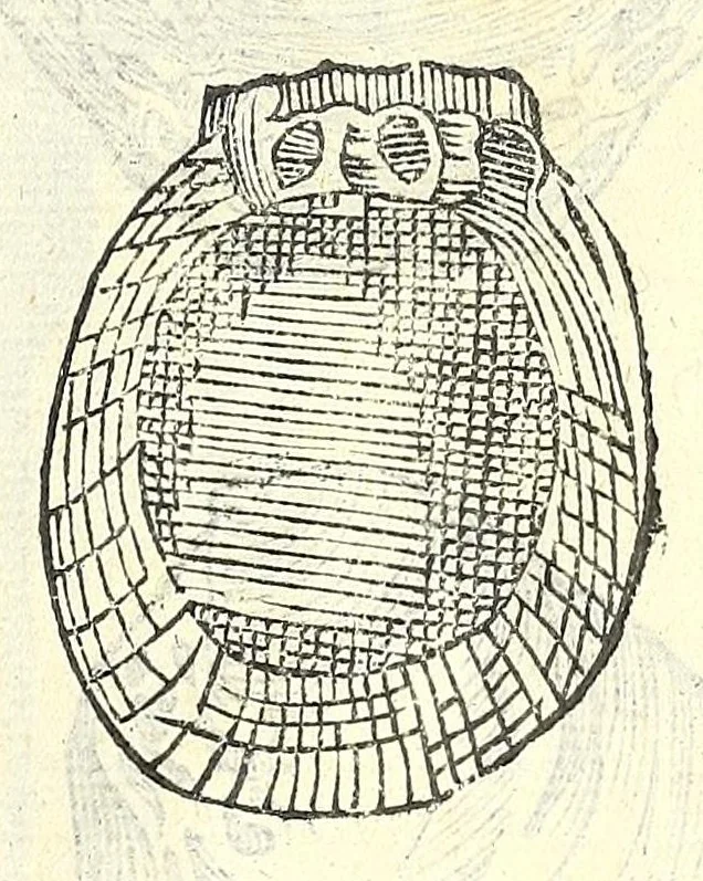 An illustration from Vlyssis Aldrouandi philosophi, et medici Bononiensis De reliquis animalibus exanguibus libri quatuor : post mortem eius editi : nempe de mollibus, crustaceis, testaceis, et zoophytis, 1606, leaf 507