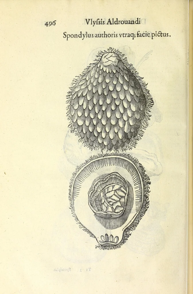 An illustration from Vlyssis Aldrouandi philosophi, et medici Bononiensis De reliquis animalibus exanguibus libri quatuor : post mortem eius editi : nempe de mollibus, crustaceis, testaceis, et zoophytis, 1606, leaf 510