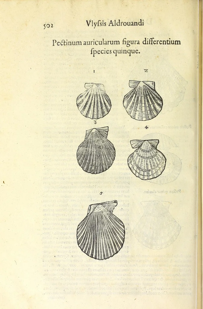 An illustration from Vlyssis Aldrouandi philosophi, et medici Bononiensis De reliquis animalibus exanguibus libri quatuor : post mortem eius editi : nempe de mollibus, crustaceis, testaceis, et zoophytis, 1606, leaf 516