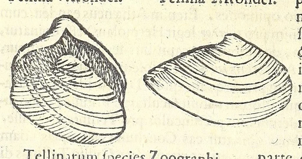 An illustration from Vlyssis Aldrouandi philosophi, et medici Bononiensis De reliquis animalibus exanguibus libri quatuor : post mortem eius editi : nempe de mollibus, crustaceis, testaceis, et zoophytis, 1606, leaf 532