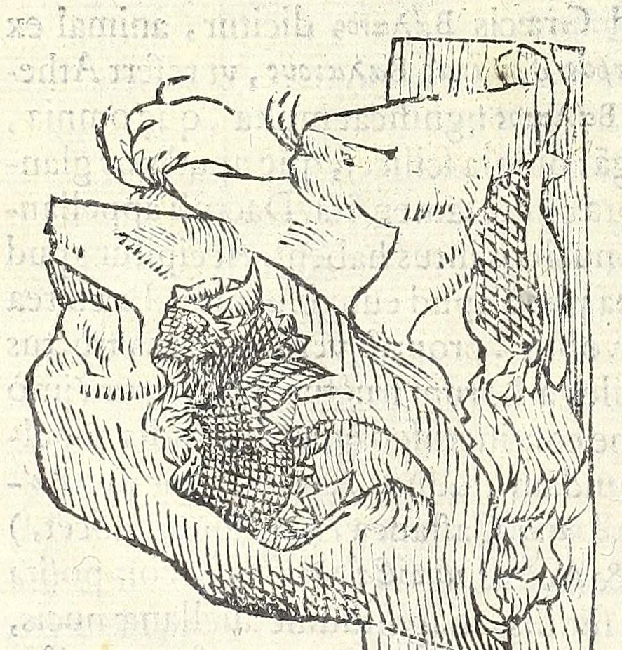 An illustration from Vlyssis Aldrouandi philosophi, et medici Bononiensis De reliquis animalibus exanguibus libri quatuor : post mortem eius editi : nempe de mollibus, crustaceis, testaceis, et zoophytis, 1606, leaf 536