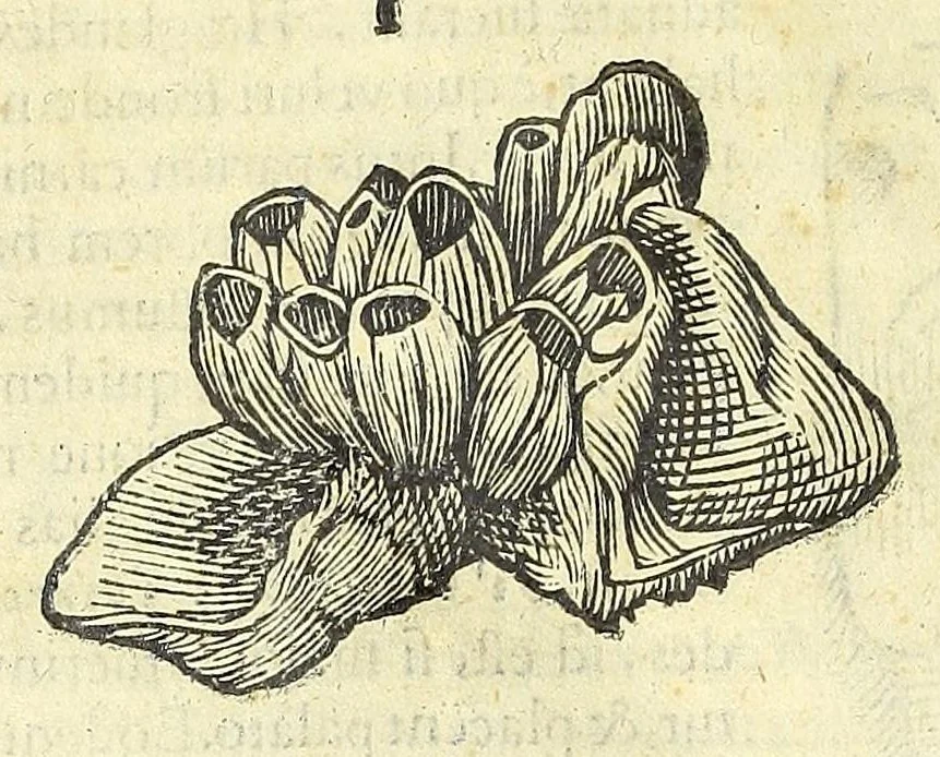 An illustration from Vlyssis Aldrouandi philosophi, et medici Bononiensis De reliquis animalibus exanguibus libri quatuor : post mortem eius editi : nempe de mollibus, crustaceis, testaceis, et zoophytis, 1606, leaf 538