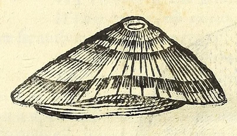 An illustration from Vlyssis Aldrouandi philosophi, et medici Bononiensis De reliquis animalibus exanguibus libri quatuor : post mortem eius editi : nempe de mollibus, crustaceis, testaceis, et zoophytis, 1606, leaf 561