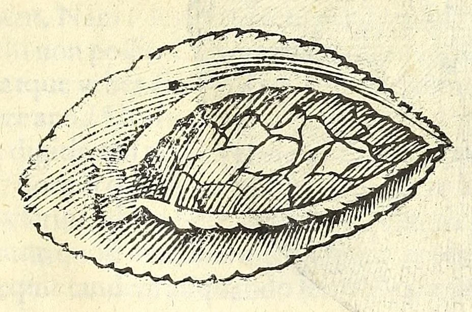 An illustration from Vlyssis Aldrouandi philosophi, et medici Bononiensis De reliquis animalibus exanguibus libri quatuor : post mortem eius editi : nempe de mollibus, crustaceis, testaceis, et zoophytis, 1606, leaf 561