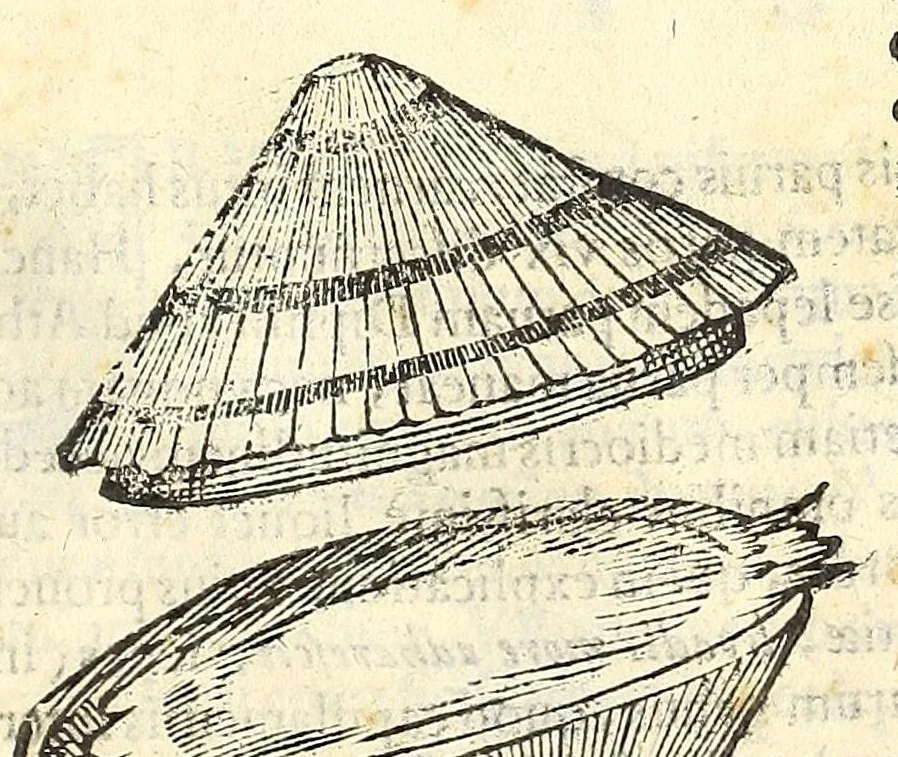 An illustration from Vlyssis Aldrouandi philosophi, et medici Bononiensis De reliquis animalibus exanguibus libri quatuor : post mortem eius editi : nempe de mollibus, crustaceis, testaceis, et zoophytis, 1606, leaf 561