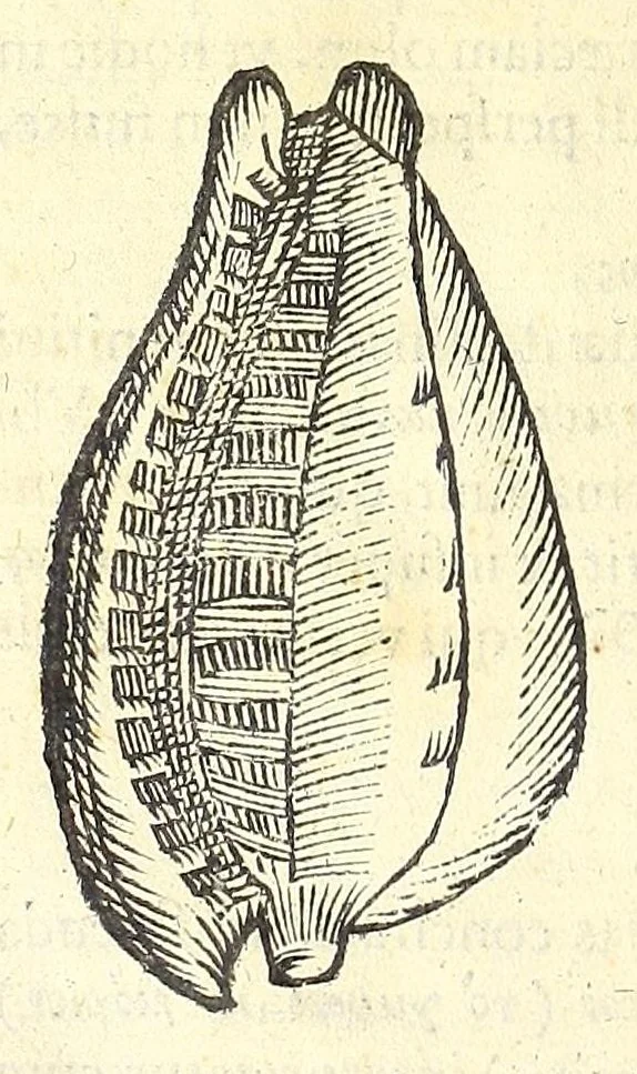 An illustration from Vlyssis Aldrouandi philosophi, et medici Bononiensis De reliquis animalibus exanguibus libri quatuor : post mortem eius editi : nempe de mollibus, crustaceis, testaceis, et zoophytis, 1606, leaf 568