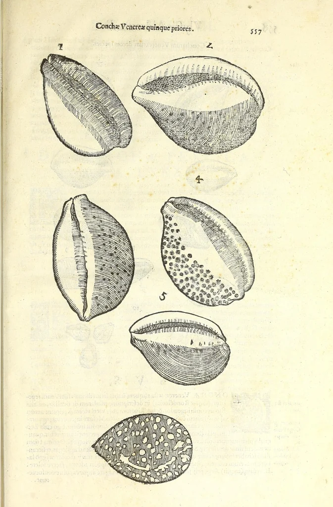 An illustration from Vlyssis Aldrouandi philosophi, et medici Bononiensis De reliquis animalibus exanguibus libri quatuor : post mortem eius editi : nempe de mollibus, crustaceis, testaceis, et zoophytis, 1606, leaf 571