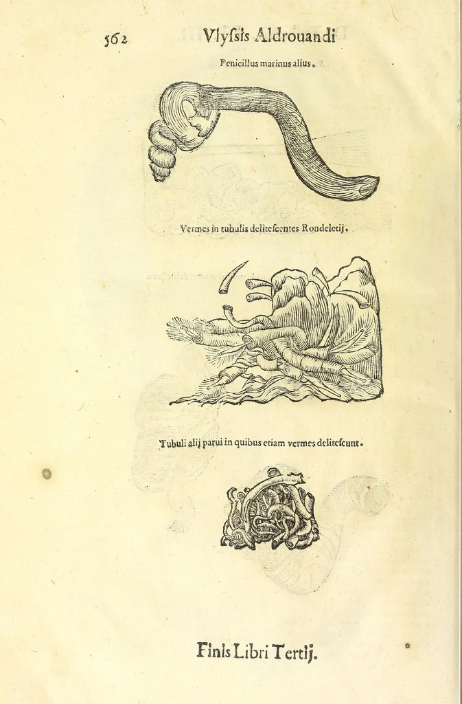 An illustration from Vlyssis Aldrouandi philosophi, et medici Bononiensis De reliquis animalibus exanguibus libri quatuor : post mortem eius editi : nempe de mollibus, crustaceis, testaceis, et zoophytis, 1606, leaf 576