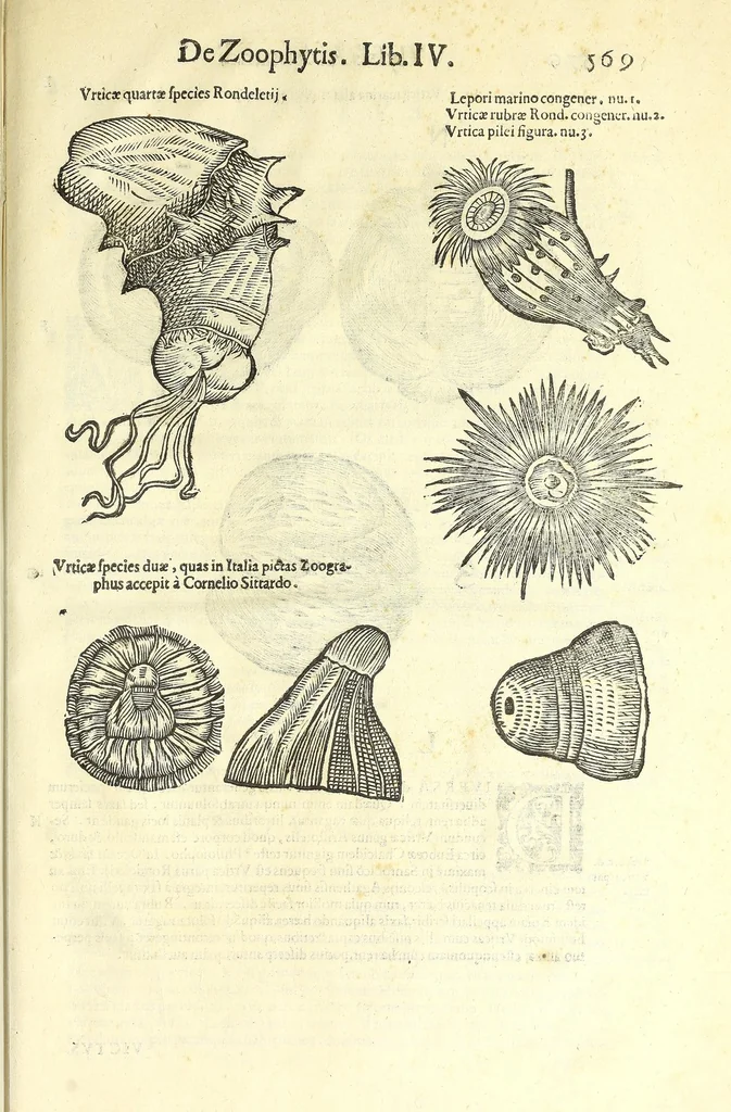 An illustration from Vlyssis Aldrouandi philosophi, et medici Bononiensis De reliquis animalibus exanguibus libri quatuor : post mortem eius editi : nempe de mollibus, crustaceis, testaceis, et zoophytis, 1606, leaf 583