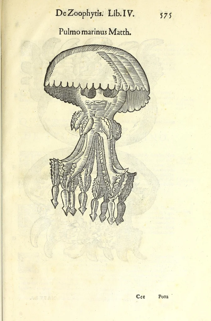 An illustration from Vlyssis Aldrouandi philosophi, et medici Bononiensis De reliquis animalibus exanguibus libri quatuor : post mortem eius editi : nempe de mollibus, crustaceis, testaceis, et zoophytis, 1606, leaf 589