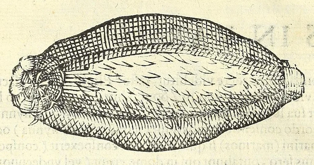 An illustration from Vlyssis Aldrouandi philosophi, et medici Bononiensis De reliquis animalibus exanguibus libri quatuor : post mortem eius editi : nempe de mollibus, crustaceis, testaceis, et zoophytis, 1606, leaf 594