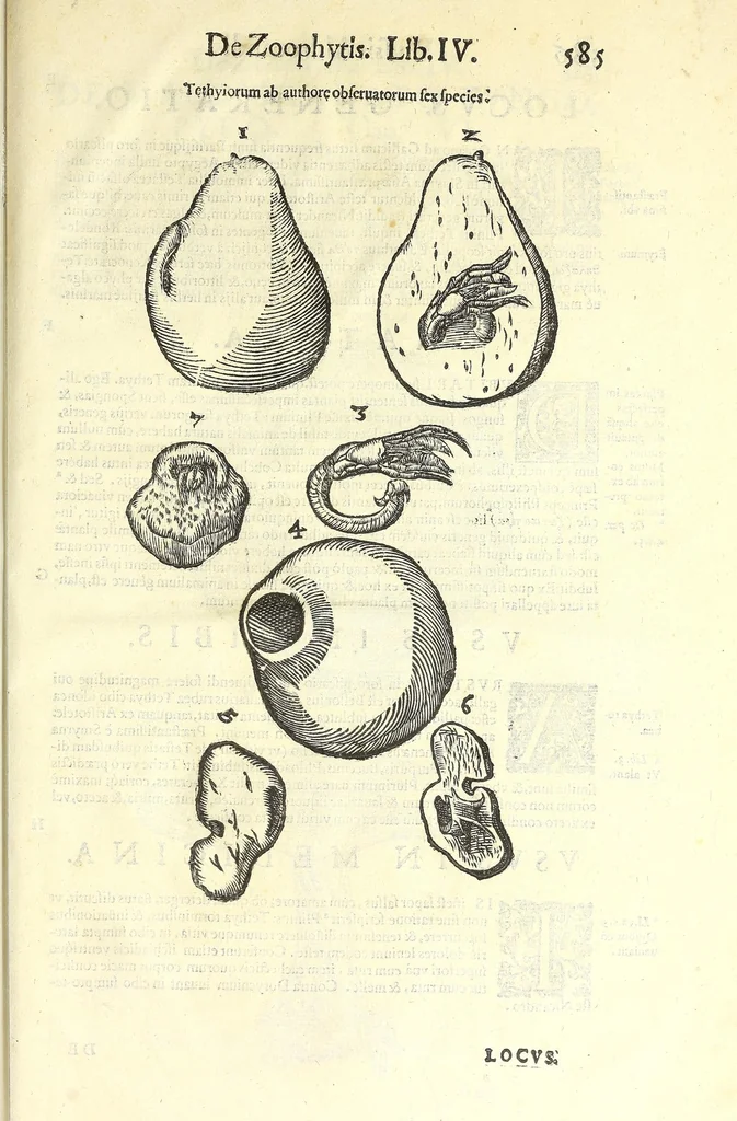 An illustration from Vlyssis Aldrouandi philosophi, et medici Bononiensis De reliquis animalibus exanguibus libri quatuor : post mortem eius editi : nempe de mollibus, crustaceis, testaceis, et zoophytis, 1606, leaf 599