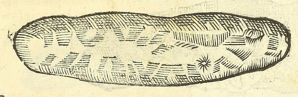 An illustration from Vlyssis Aldrouandi philosophi, et medici Bononiensis De reliquis animalibus exanguibus libri quatuor : post mortem eius editi : nempe de mollibus, crustaceis, testaceis, et zoophytis, 1606, leaf 603