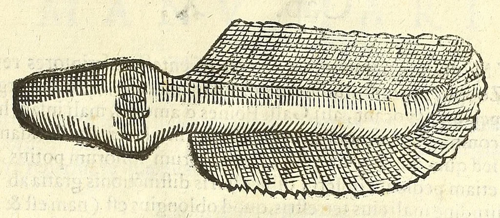 An illustration from Vlyssis Aldrouandi philosophi, et medici Bononiensis De reliquis animalibus exanguibus libri quatuor : post mortem eius editi : nempe de mollibus, crustaceis, testaceis, et zoophytis, 1606, leaf 605