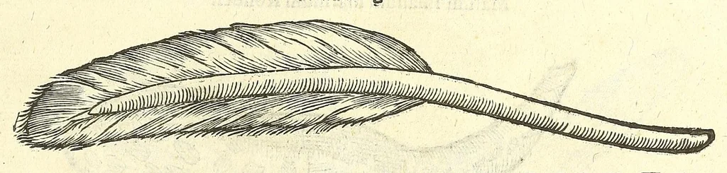 An illustration from Vlyssis Aldrouandi philosophi, et medici Bononiensis De reliquis animalibus exanguibus libri quatuor : post mortem eius editi : nempe de mollibus, crustaceis, testaceis, et zoophytis, 1606, leaf 605