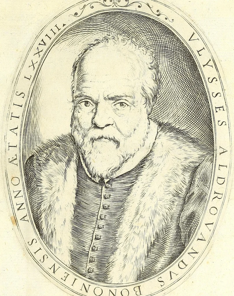 An illustration from Vlyssis Aldrouandi philosophi, et medici Bononiensis De reliquis animalibus exanguibus libri quatuor : post mortem eius editi : nempe de mollibus, crustaceis, testaceis, et zoophytis, 1606, leaf 7