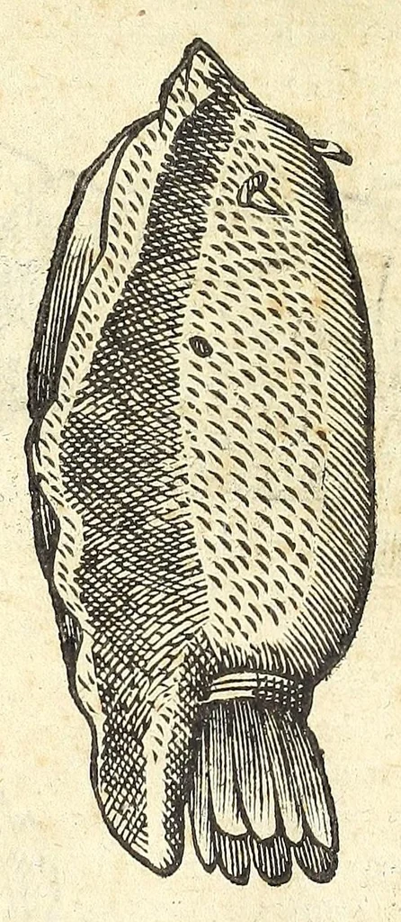 An illustration from Vlyssis Aldrouandi philosophi, et medici Bononiensis De reliquis animalibus exanguibus libri quatuor : post mortem eius editi : nempe de mollibus, crustaceis, testaceis, et zoophytis, 1606, leaf 96
