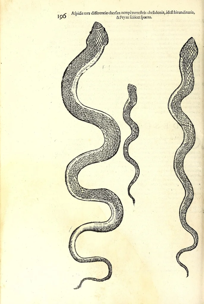 An illustration from Vlyssis Aldrouandi patricii Bononiensis Serpentum et draconu[m] historiae libri duo, 1640, leaf 206