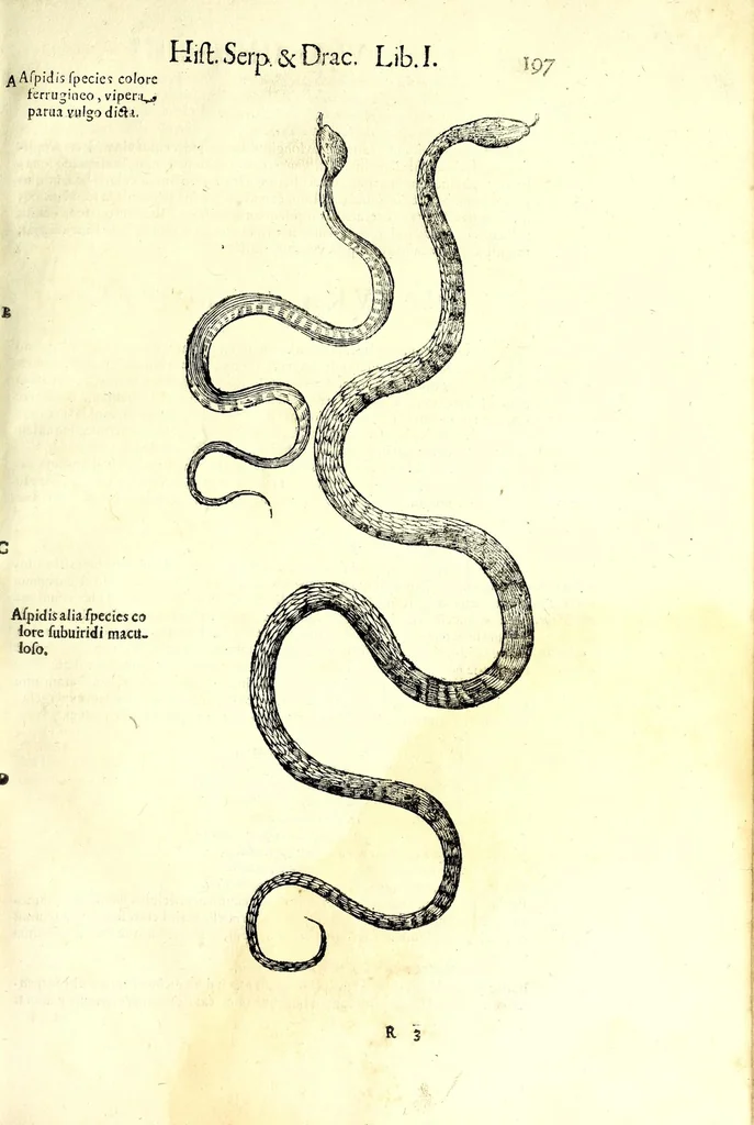 An illustration from Vlyssis Aldrouandi patricii Bononiensis Serpentum et draconu[m] historiae libri duo, 1640, leaf 207