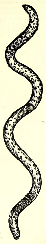 An illustration from Vlyssis Aldrouandi patricii Bononiensis Serpentum et draconu[m] historiae libri duo, 1640, leaf 249