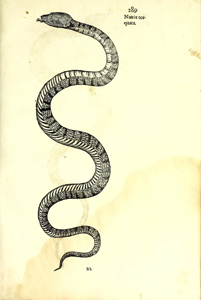 An illustration from Vlyssis Aldrouandi patricii Bononiensis Serpentum et draconu[m] historiae libri duo, 1640, leaf 299
