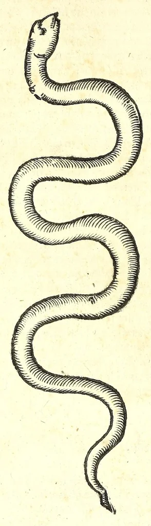 An illustration from Vlyssis Aldrouandi patricii Bononiensis Serpentum et draconu[m] historiae libri duo, 1640, leaf 314