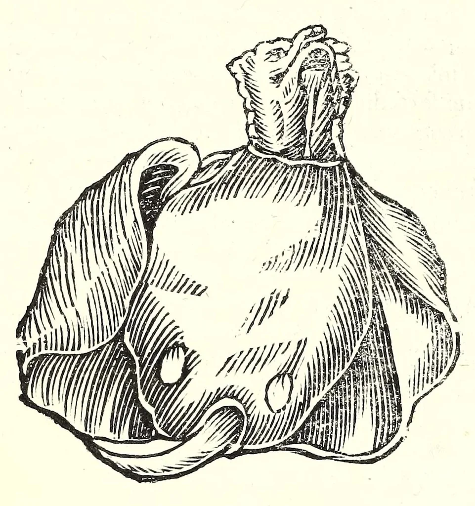 An illustration from Vlyssis Aldrouandi patricii Bononiensis Serpentum et draconu[m] historiae libri duo, 1640, leaf 374