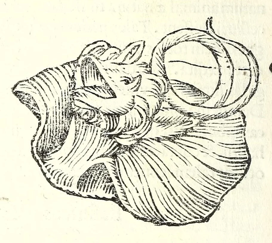 An illustration from Vlyssis Aldrouandi patricii Bononiensis Serpentum et draconu[m] historiae libri duo, 1640, leaf 374