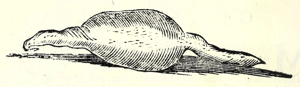 An illustration from Vlyssis Aldrouandi patricii Bononiensis Serpentum et draconu[m] historiae libri duo, 1640, leaf 378