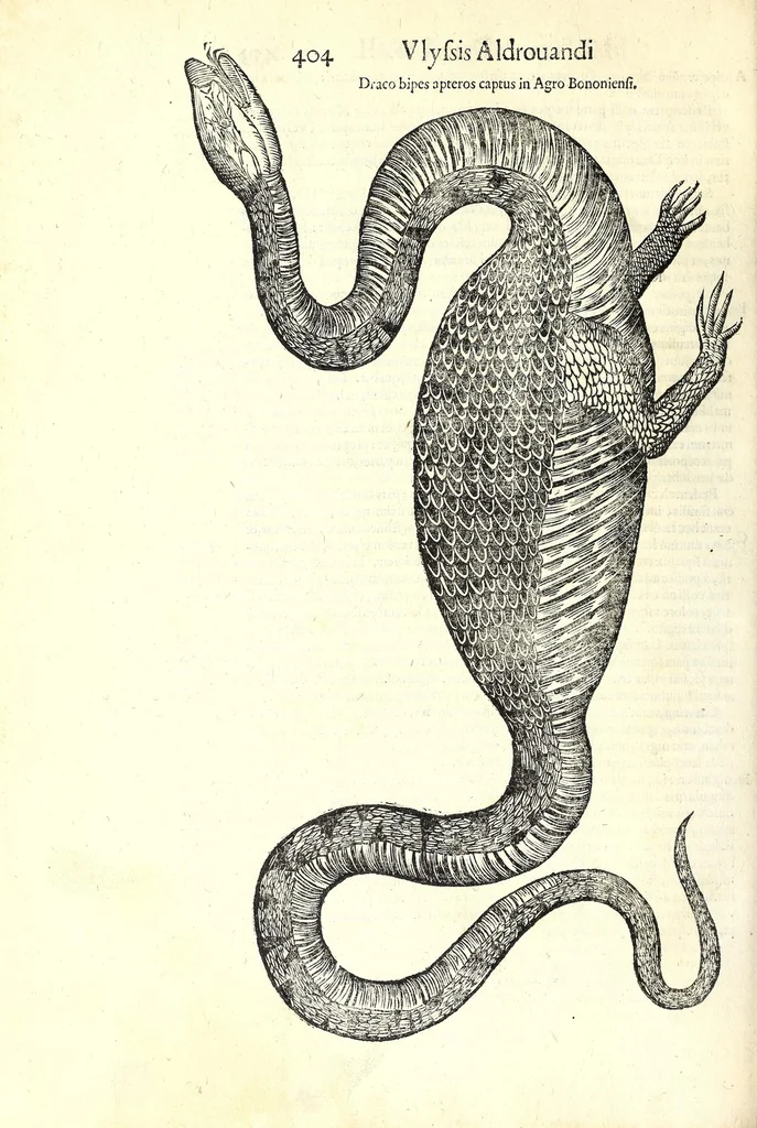 An illustration from Vlyssis Aldrouandi patricii Bononiensis Serpentum et draconu[m] historiae libri duo, 1640, leaf 414