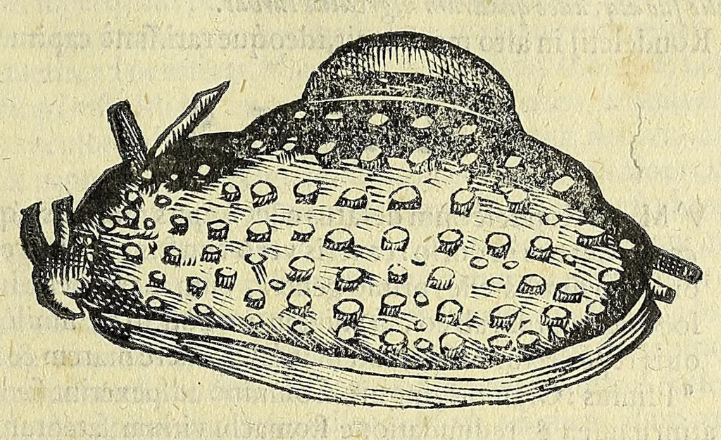 An illustration from Vlyssis Aldrovandi philosophi, et medici Bononiensis, De reliquis animalibus exanguibus libri quatuor, 1606, leaf 101