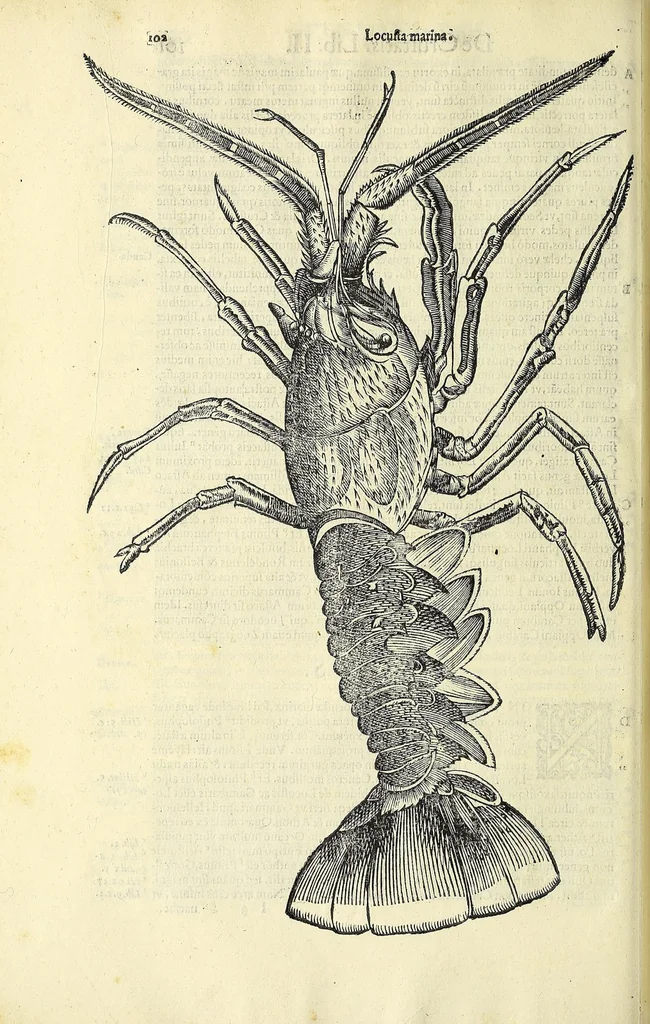 An illustration from Vlyssis Aldrovandi philosophi, et medici Bononiensis, De reliquis animalibus exanguibus libri quatuor, 1606, leaf 120