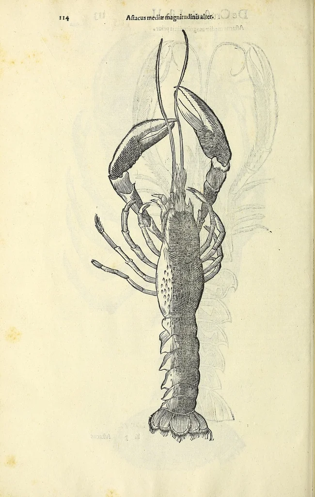 An illustration from Vlyssis Aldrovandi philosophi, et medici Bononiensis, De reliquis animalibus exanguibus libri quatuor, 1606, leaf 132