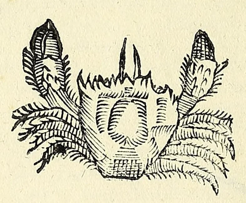 An illustration from Vlyssis Aldrovandi philosophi, et medici Bononiensis, De reliquis animalibus exanguibus libri quatuor, 1606, leaf 210