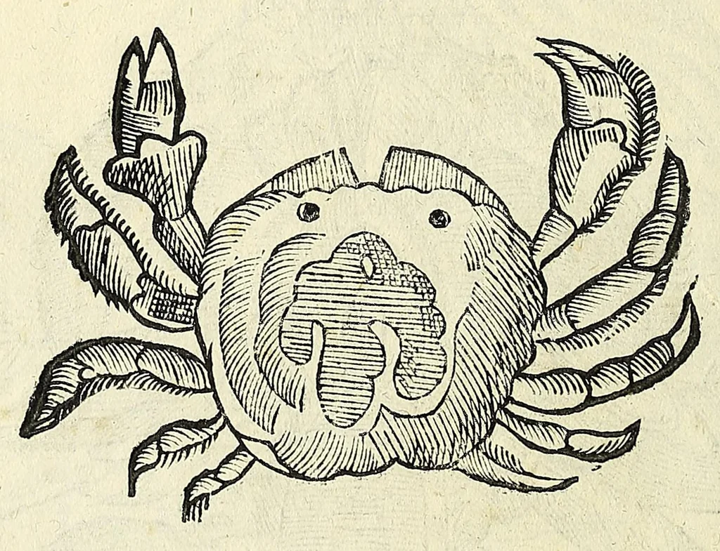 An illustration from Vlyssis Aldrovandi philosophi, et medici Bononiensis, De reliquis animalibus exanguibus libri quatuor, 1606, leaf 210