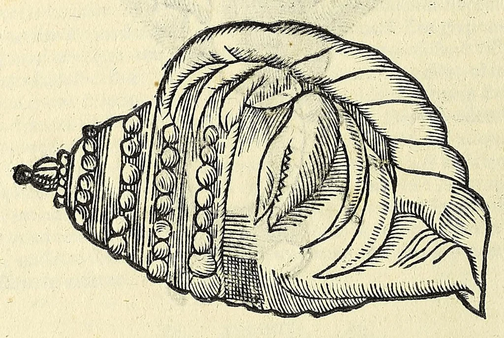 An illustration from Vlyssis Aldrovandi philosophi, et medici Bononiensis, De reliquis animalibus exanguibus libri quatuor, 1606, leaf 238