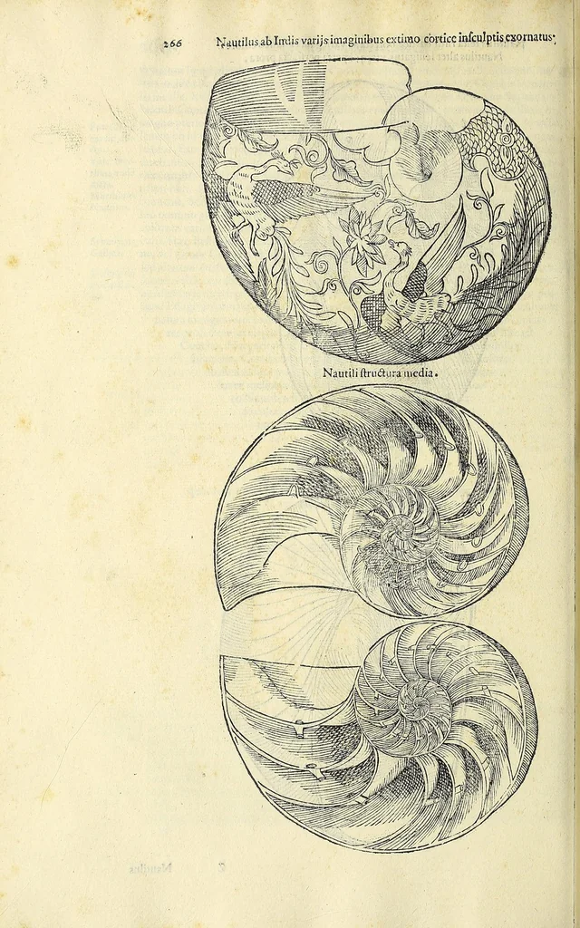 An illustration from Vlyssis Aldrovandi philosophi, et medici Bononiensis, De reliquis animalibus exanguibus libri quatuor, 1606, leaf 284