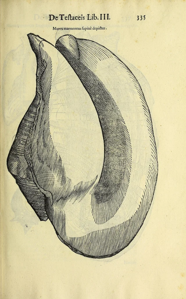An illustration from Vlyssis Aldrovandi philosophi, et medici Bononiensis, De reliquis animalibus exanguibus libri quatuor, 1606, leaf 353