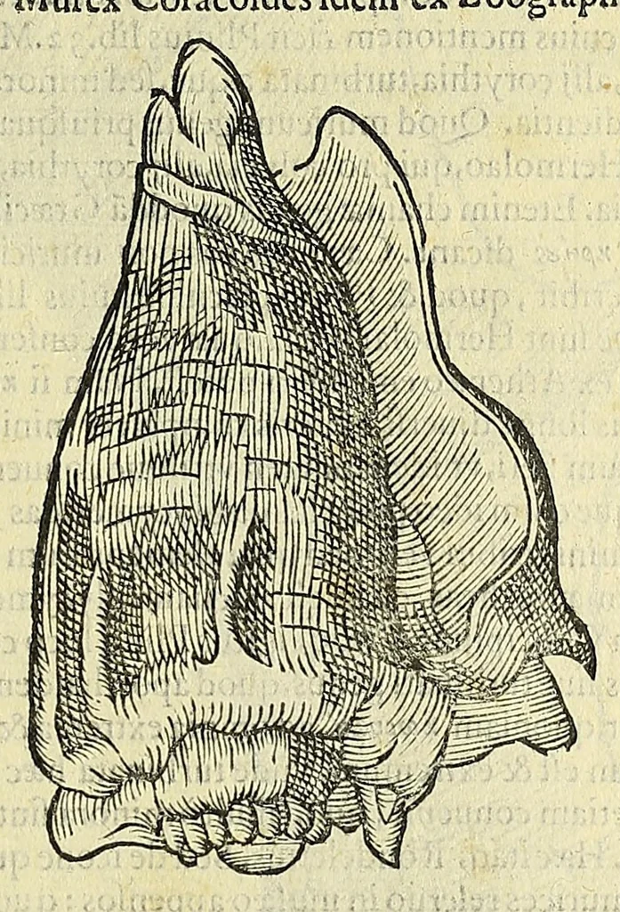 An illustration from Vlyssis Aldrovandi philosophi, et medici Bononiensis, De reliquis animalibus exanguibus libri quatuor, 1606, leaf 359