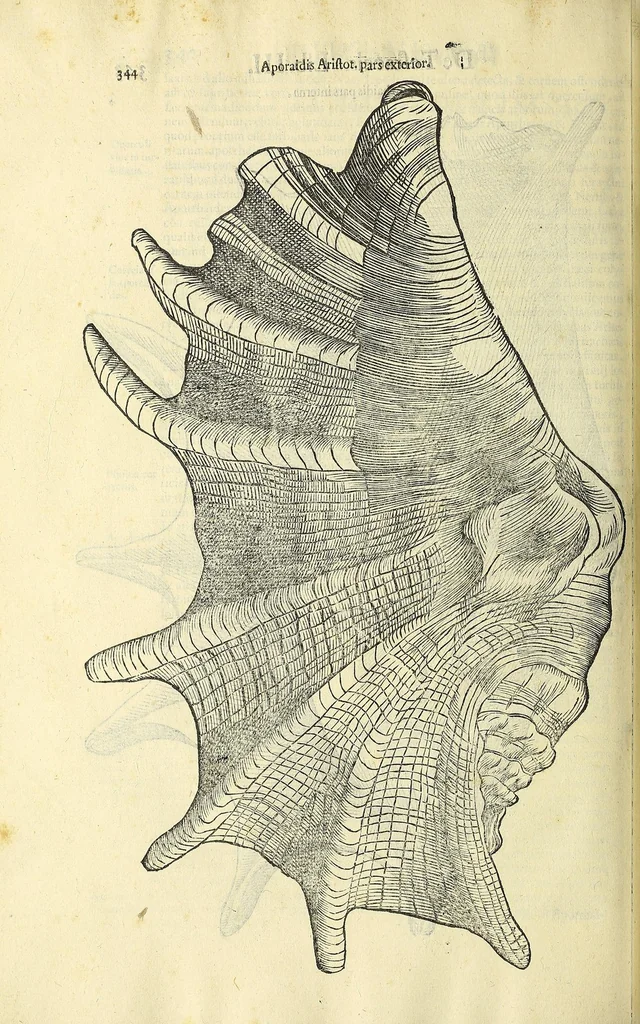 An illustration from Vlyssis Aldrovandi philosophi, et medici Bononiensis, De reliquis animalibus exanguibus libri quatuor, 1606, leaf 362