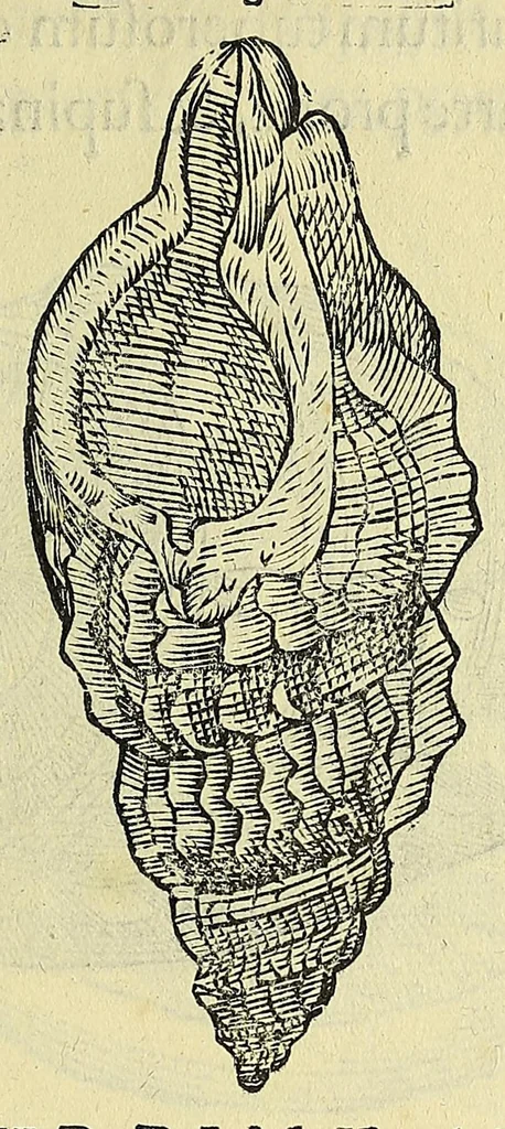 An illustration from Vlyssis Aldrovandi philosophi, et medici Bononiensis, De reliquis animalibus exanguibus libri quatuor, 1606, leaf 367